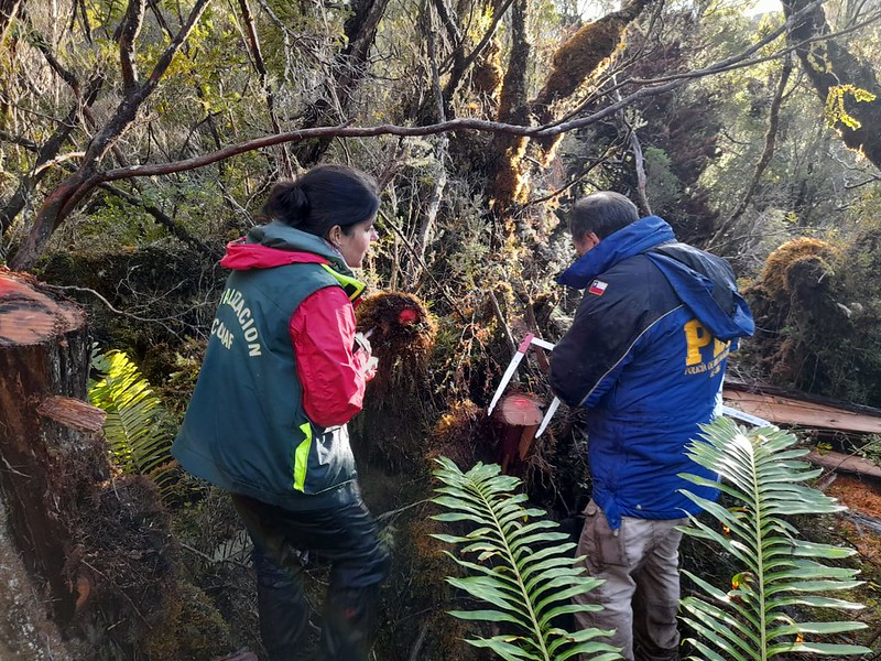 CONAF denuncia la corta ilegal de ciprés de las Guaitecas en Reserva Nacional Katalalixar