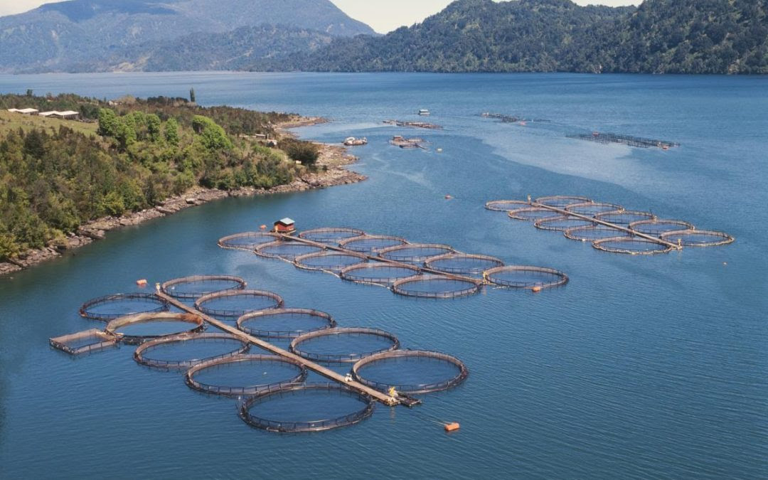 Dirigentes ecologistas llaman a candidatos presidenciales a incorporar el tema ambiental en sus programas