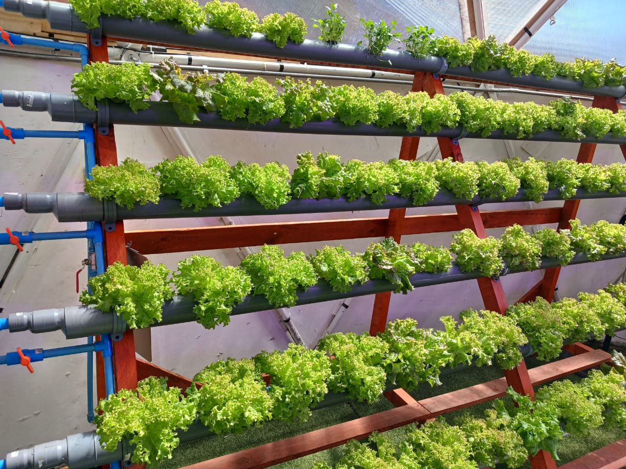 ¡INACAP Coyhaique lo logró! “Hidroponía y Cambio Climático: Innovación para la Agricultura, Generando Producción en Invierno”