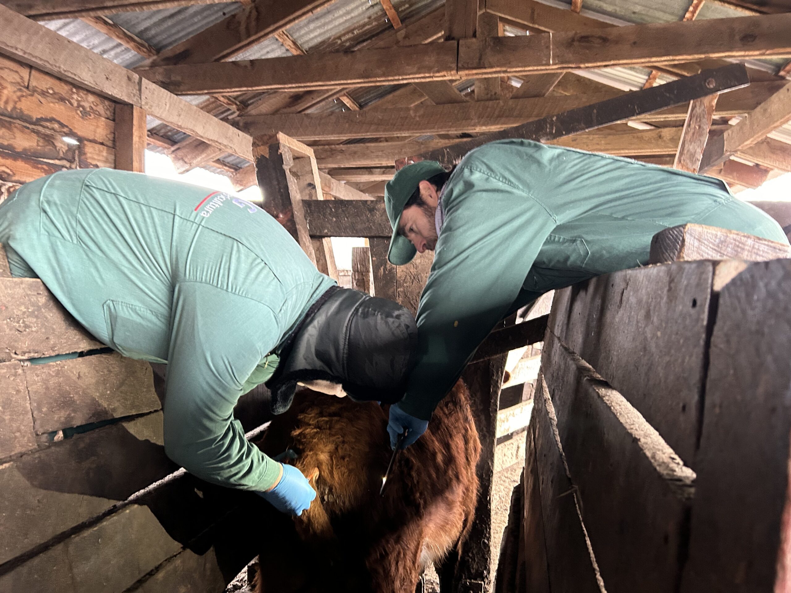 SAG refuerza acciones sanitarias para avanzar hacia una región libre de tuberculosis bovina
