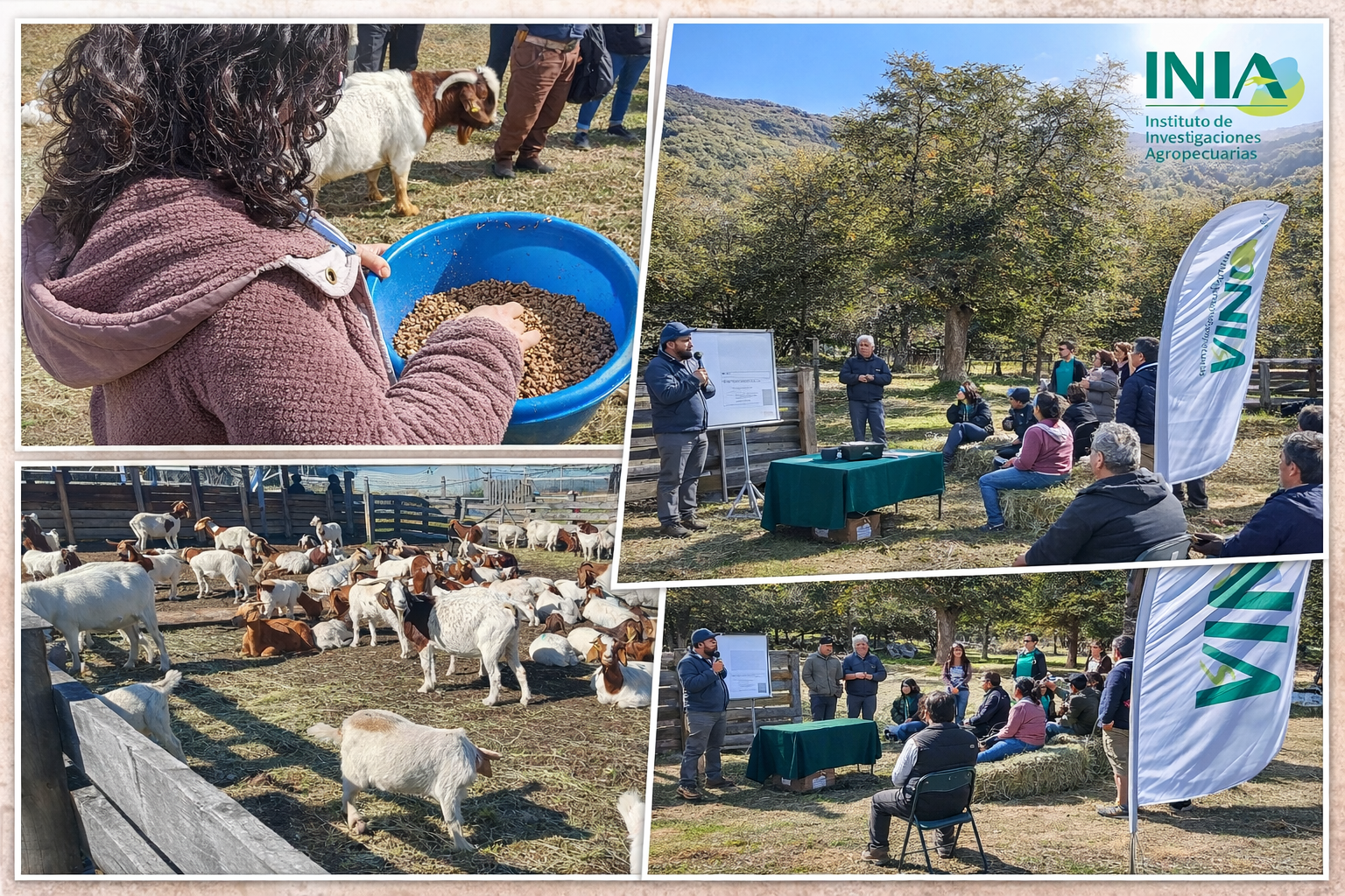 Residuos de cervecería se transforman en alimento para cabras en la Patagonia