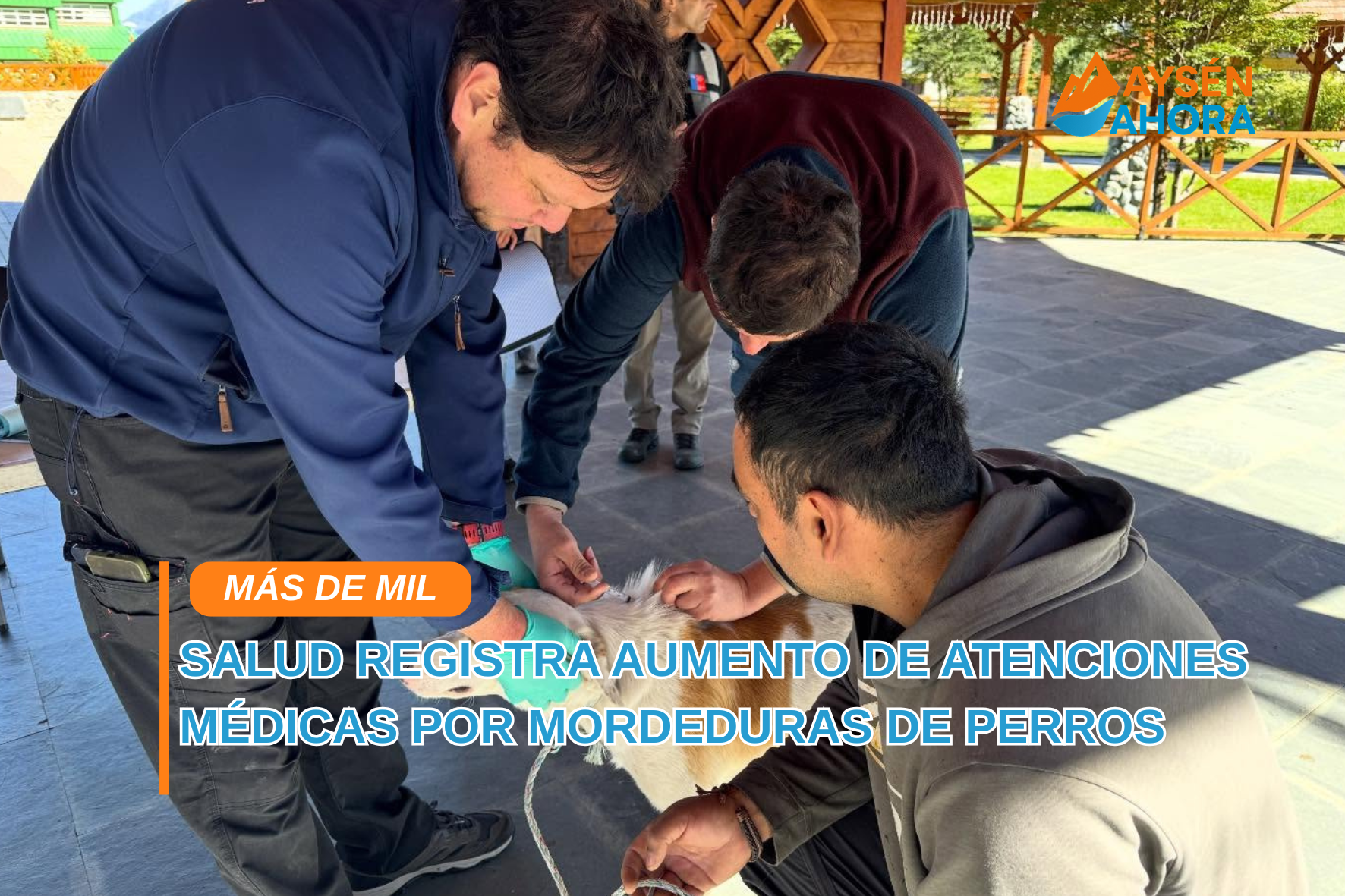 Más de 1.000 casos en poco más de un año: preocupan mordeduras de perros en Aysén