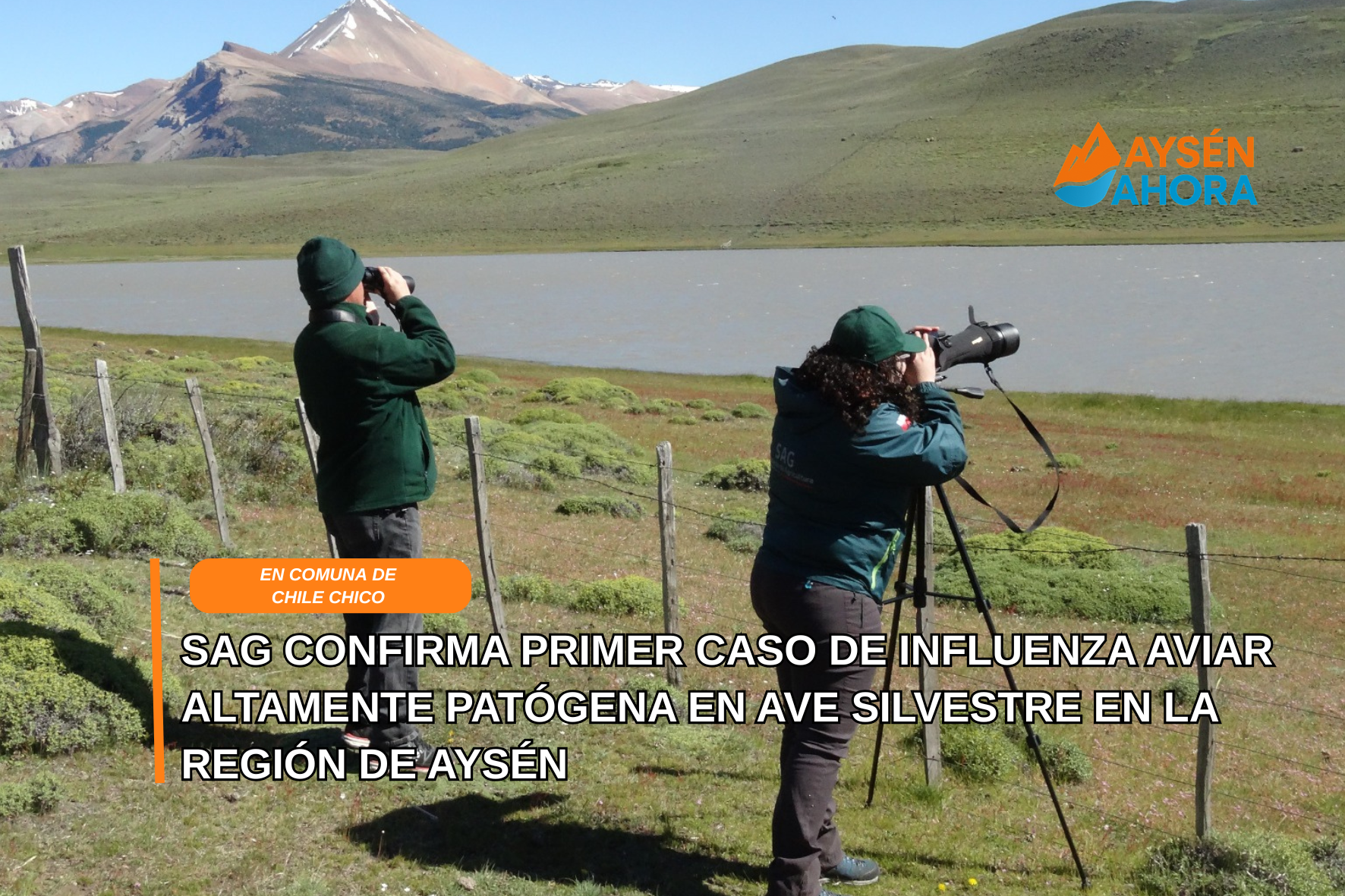 SAG confirma primer caso de influenza aviar altamente patógena en ave silvestre en la Región de Aysén