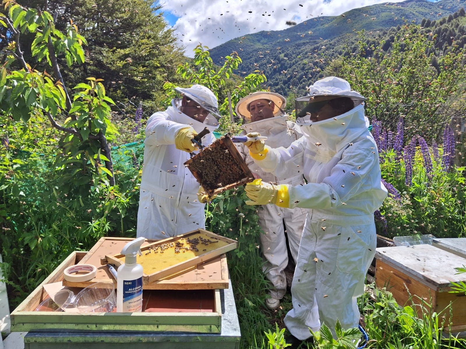 SAG recuerda la obligación de avisar la aplicación de plaguicidas tóxicos para las abejas
