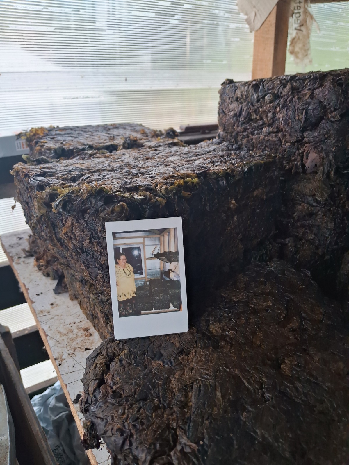 EL VIAJE DEL LUCHE, Lanzan exposición sobre el oficio de recolección del Luche en Aysén