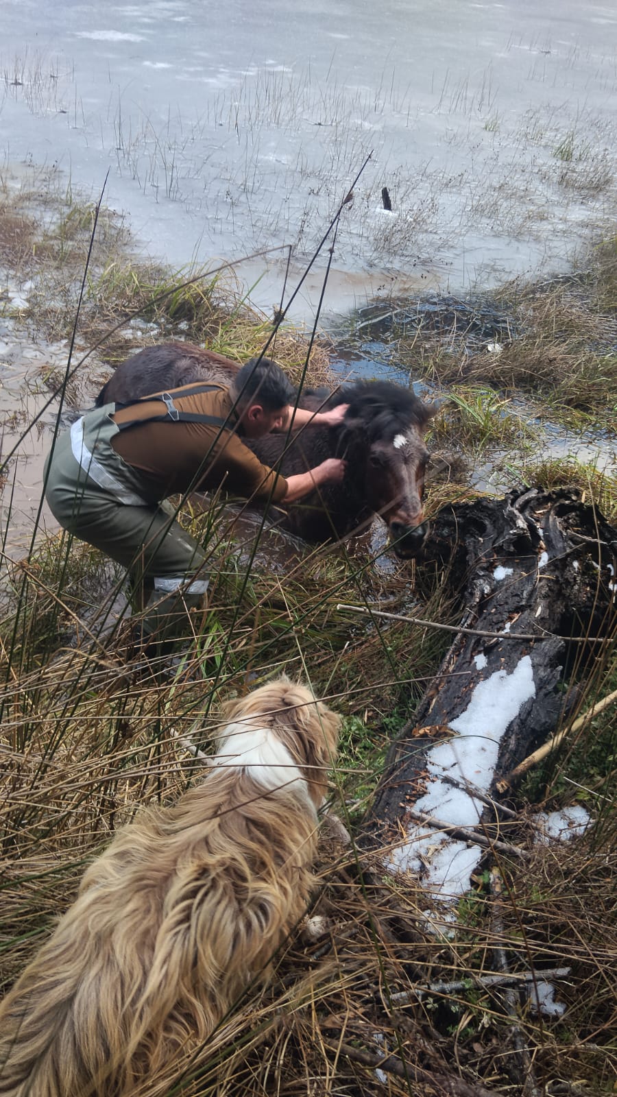 Carabineros y vecinos rescatan caballar atrapado en laguna congelada en Aysén