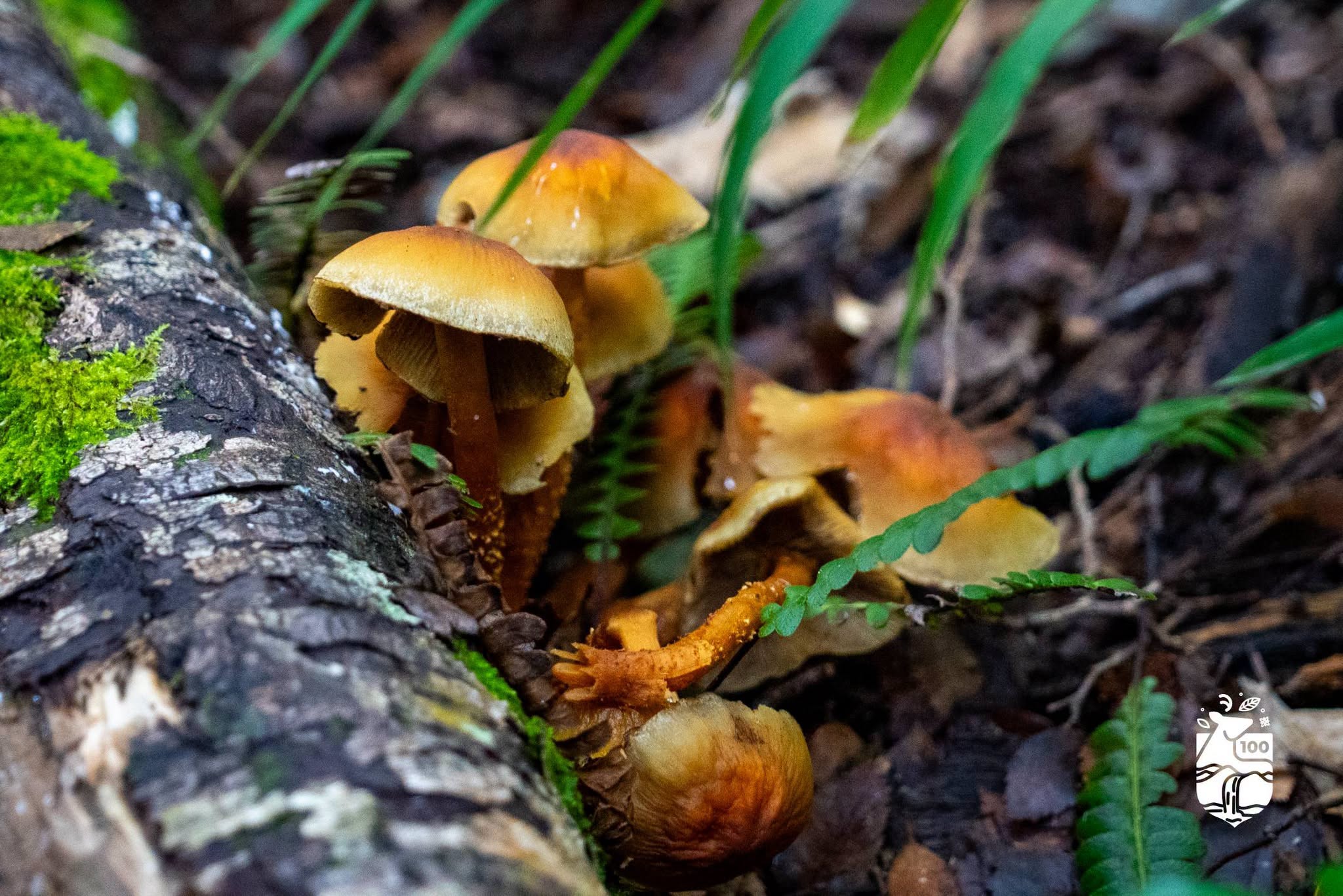 Municipalidad de Aysén impulsa el conocimiento del Reino Fungi con exitoso segundo taller de Mico-Turismo