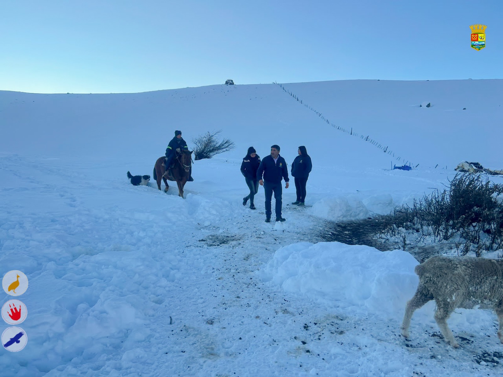 Temporal sigue golpeando al campo en Chile Chico: municipio constata muerte de ganado y falta de forraje en El Ceballo