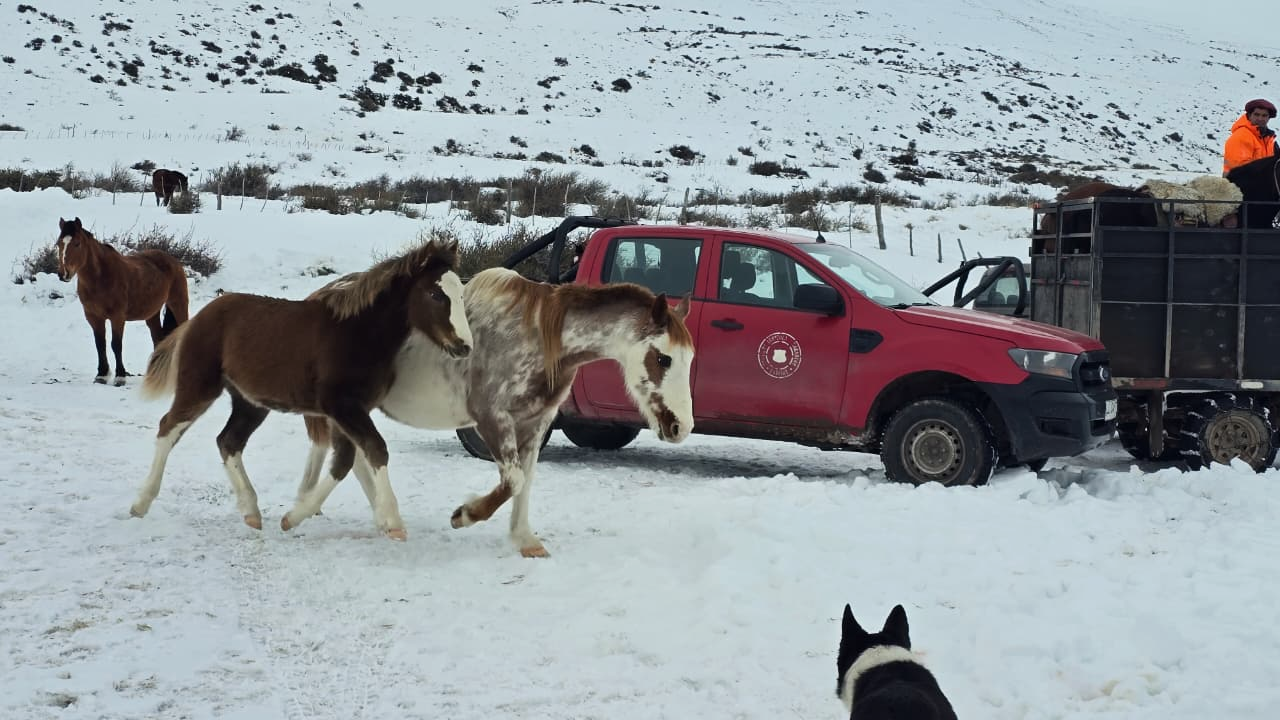 Gobierno Regional y Seremi de Agricultura coordinan medidas preventivas para productores en Aysén
