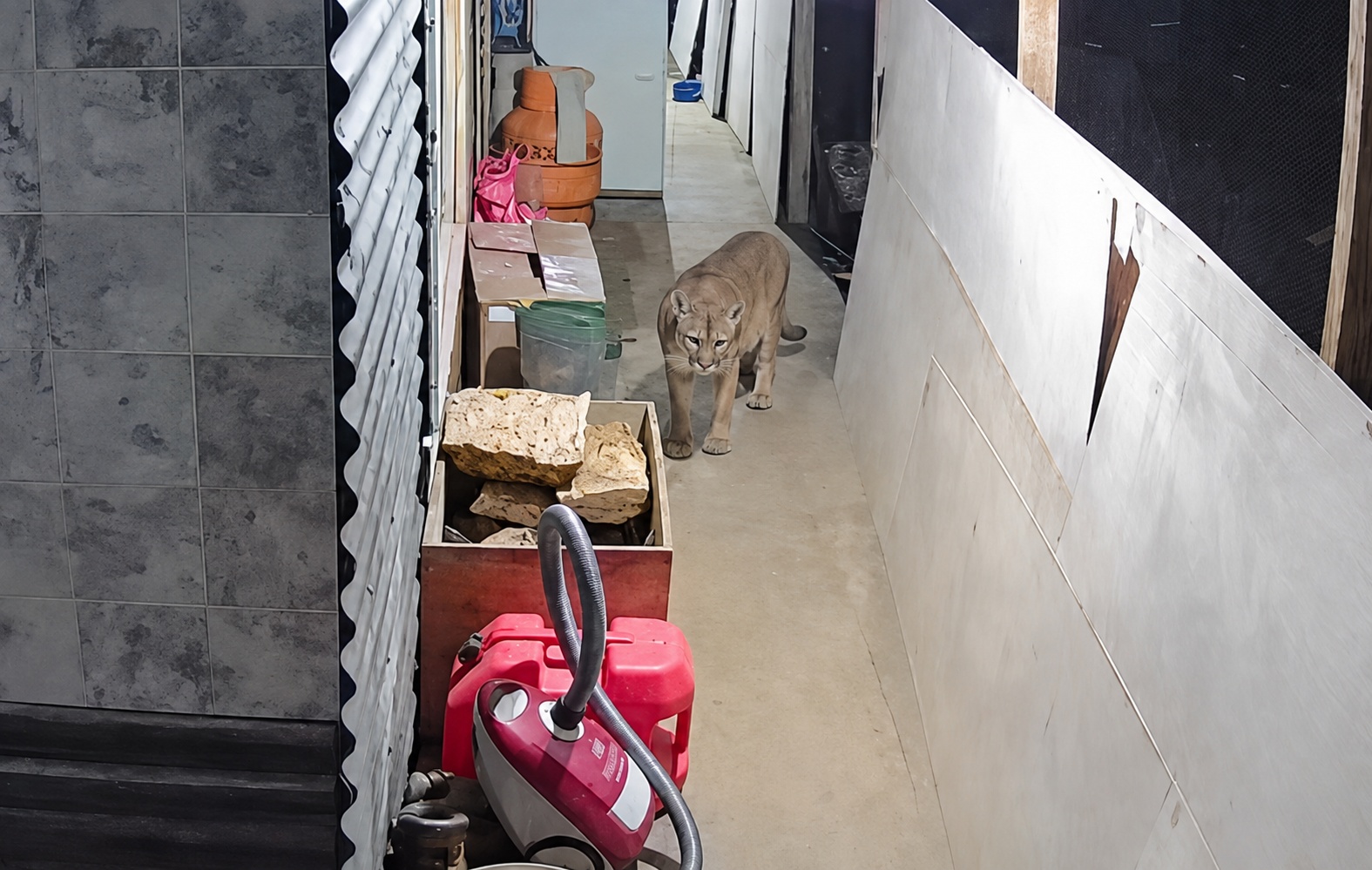 Dos registros de pumas en menos de una semana generan preocupación en Puerto Cisnes