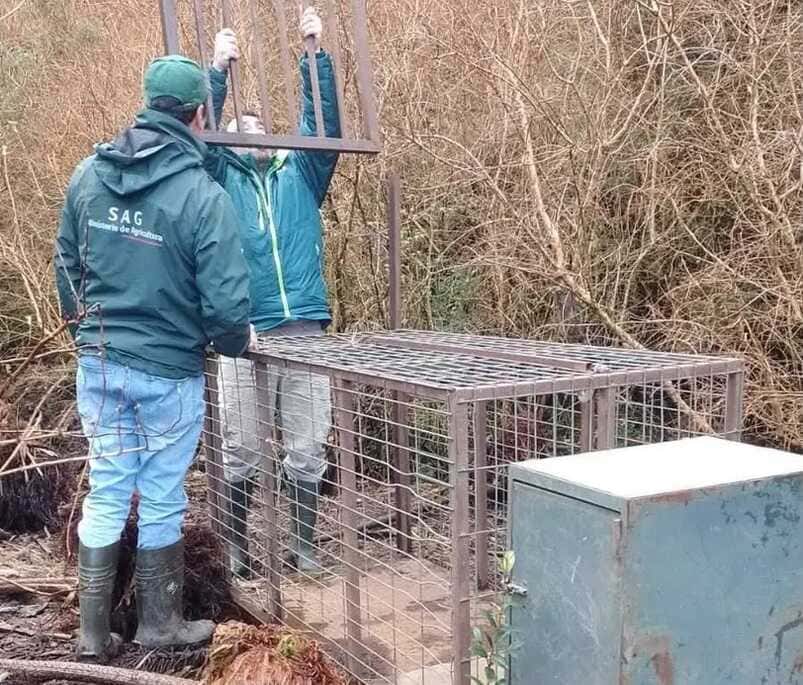 SAG denuncia ante BIDEMA presunta captura de ejemplar de puma
