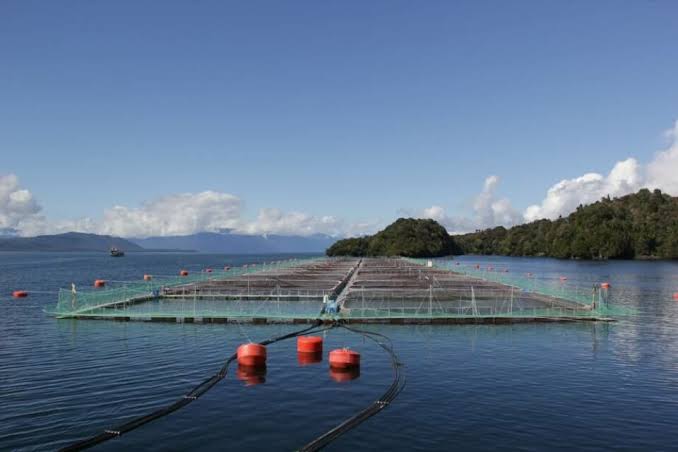 El Niño 2027: advierten posibles riesgos para la salmonicultura de la Región de Aysén