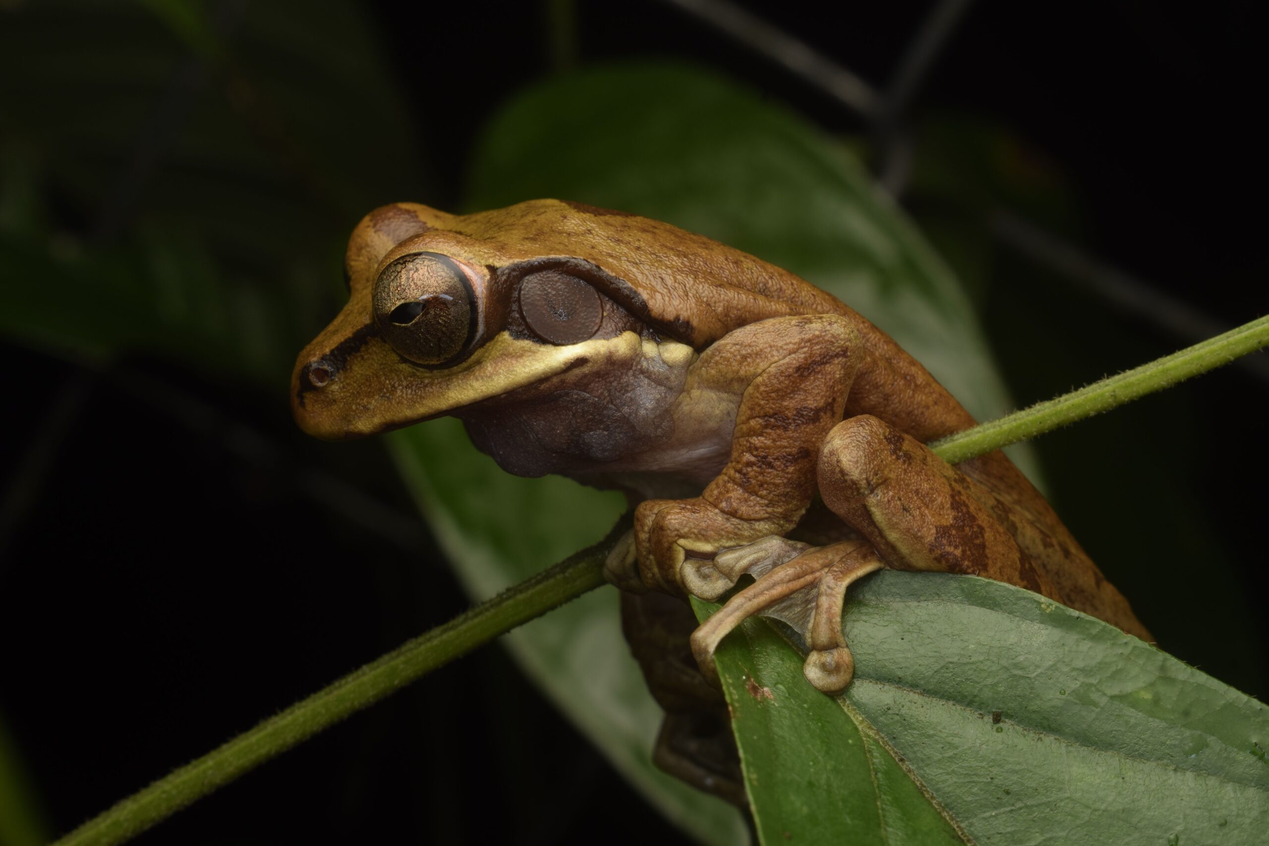 Invitan a participar en un conteo de anfibios y reptiles en el Cerro Cordón de Puerto Aysén